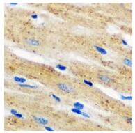 a02476 ncf2 primary antiboties ihc testing 2