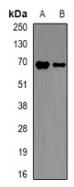 a02476 ncf2 primary antiboties wb testing 1