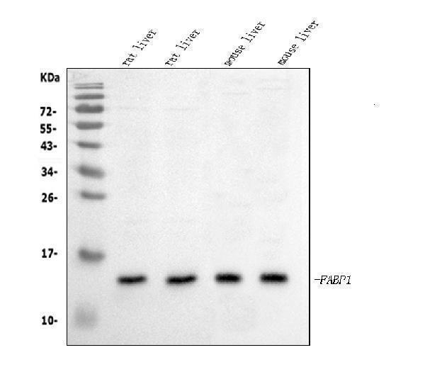 a02477 liver fabp primary antibodies wb testing 1