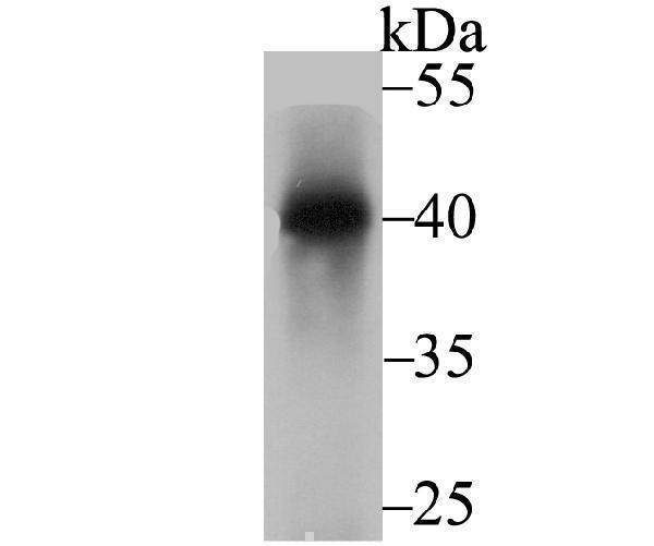 Western blot analysis of Nudel on rat brain tissue lysate using anti-Nudel antibody at 1/2,000 dilution