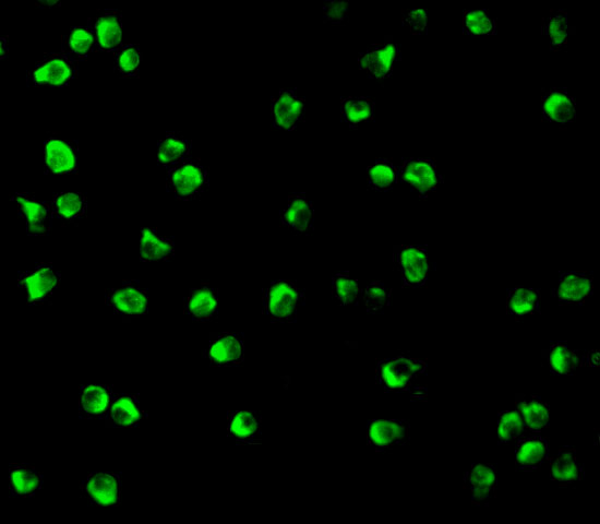 Immunofluorescence of Nudel in Jurkat cells with Nudel antibody at 10 μg/mL