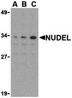 Western blot analysis of Nudel in Jurkat whole cell lysate with Nudel antibody at (A) 0