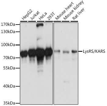 a02479 1 kars primary antiboties wb testing 1