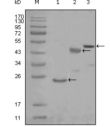 a02479 kars primary antibodies wb testing 2