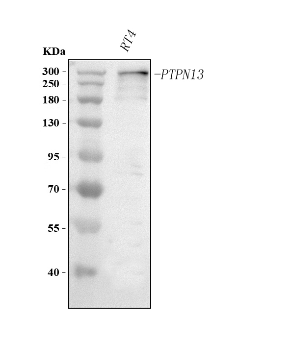  Western blot analysis of PTPN13 using anti-PTPN13 antibody (A02481-1)