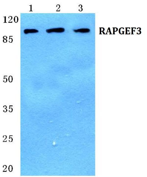 a02483 1 rapgef3 primary antiboties wb testing 1