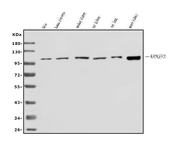 a02483 2 rapgef3 primary antibodies wb testing 1