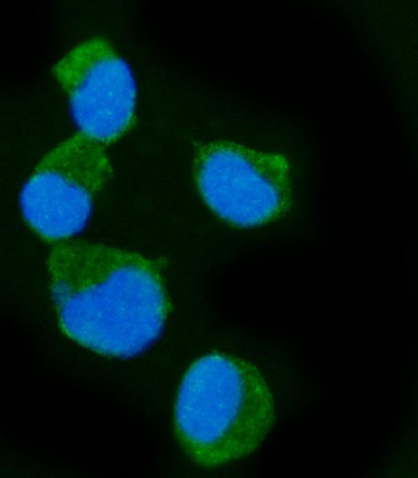 a02483 3 rapgef3 primary antibodies if testing 5