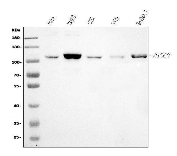 a02483 3 rapgef3 primary antibodies wb testing 1