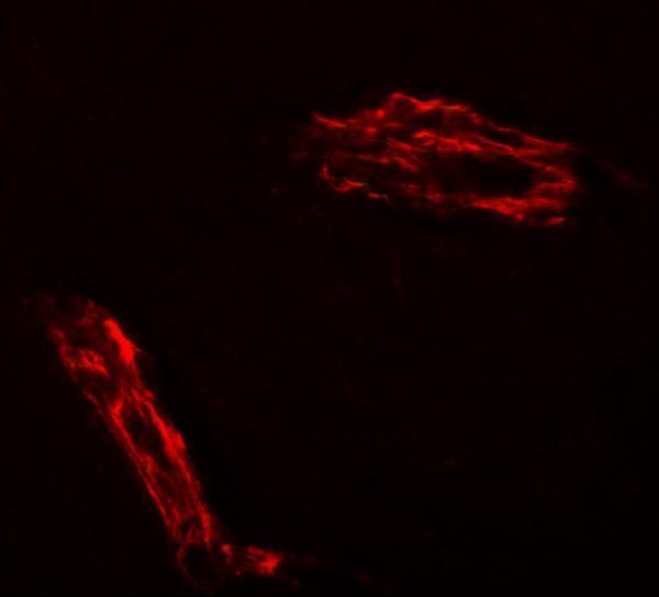 a02483 rapgef3 primary antibodies if testing 3
