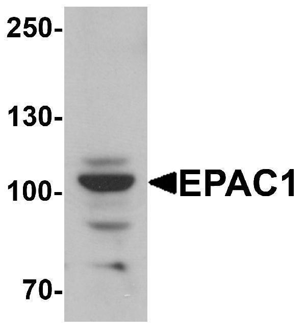 a02483 rapgef3 primary antibodies wb testing 1