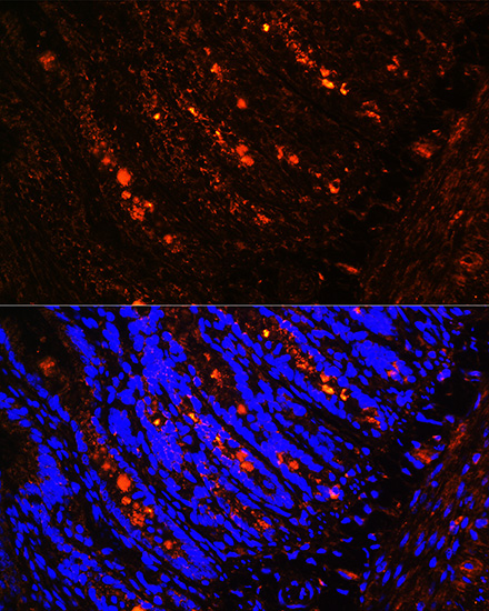 Immunofluorescence analysis of rat intestine using ITLN1 Rabbit pAb  at dilution of 1:100 