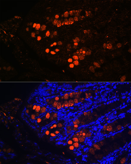 Immunofluorescence analysis of mouse colon using ITLN1 Rabbit pAb  at dilution of 1:100 