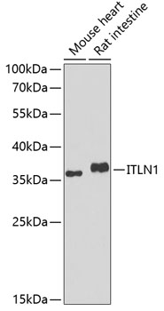 Western blot analysis of extracts of various cell lines, using ITLN1 antibody  at 1:1000 dilution