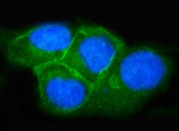 a02487 1 snap23 primary antibodies if testing 6