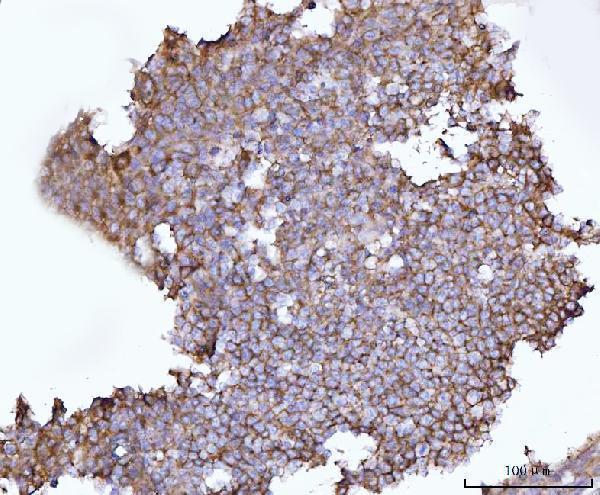 a02487 1 snap23 primary antibodies ihc testing 2