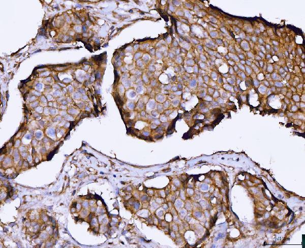 a02487 1 snap23 primary antibodies ihc testing 3