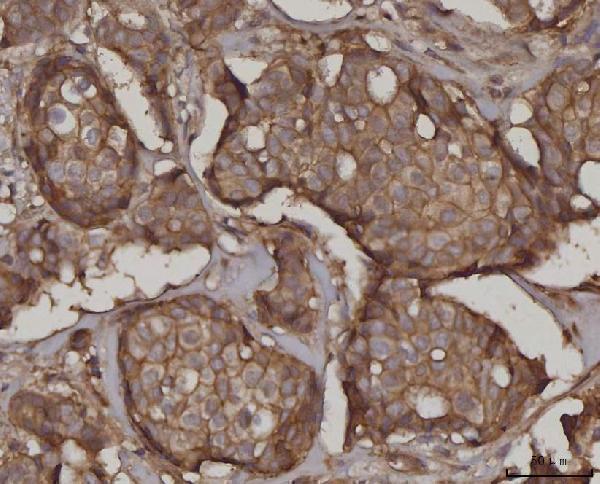 a02487 1 snap23 primary antibodies ihc testing 4