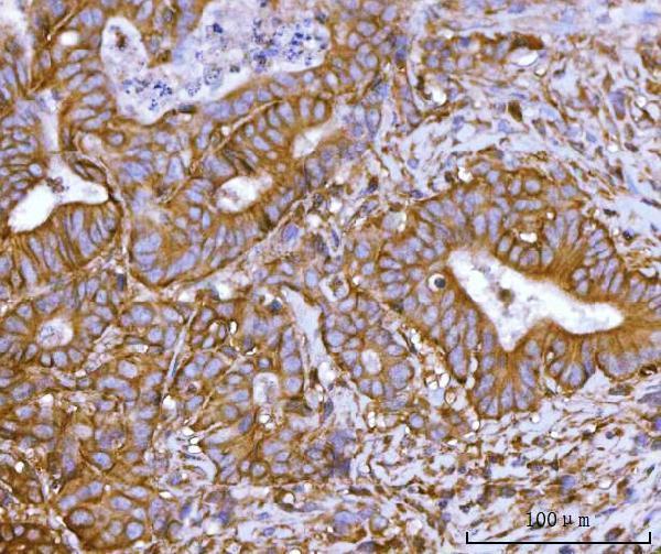 a02487 1 snap23 primary antibodies ihc testing 5