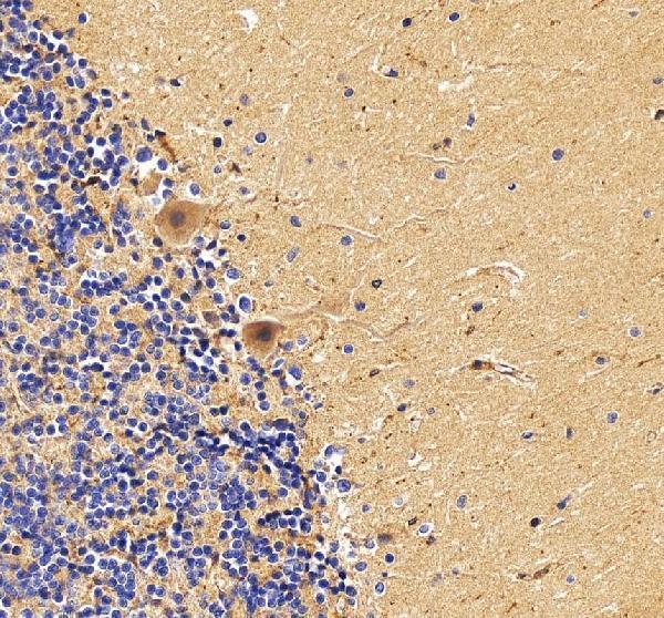 a02487 1 snap23 primary antibodies ihc testing 6