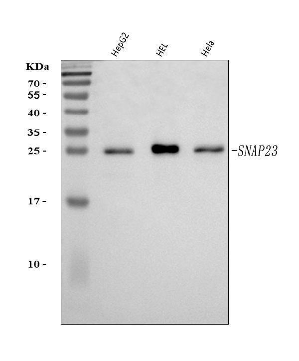 a02487 1 snap23 primary antibodies wb testing 1