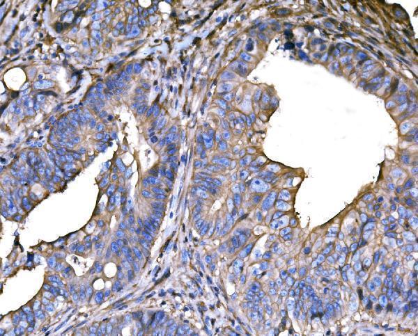 a02487 snap23 primary antibodies ihc testing 2