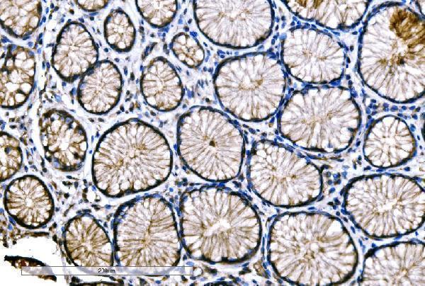 a02487 snap23 primary antibodies ihc testing 3