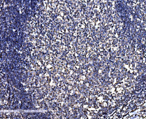 a02487 snap23 primary antibodies ihc testing 4