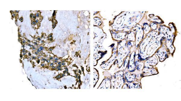 a02487 snap23 primary antibodies ihc testing 5