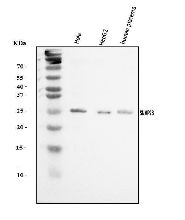 a02487 snap23 primary antibodies wb testing 1