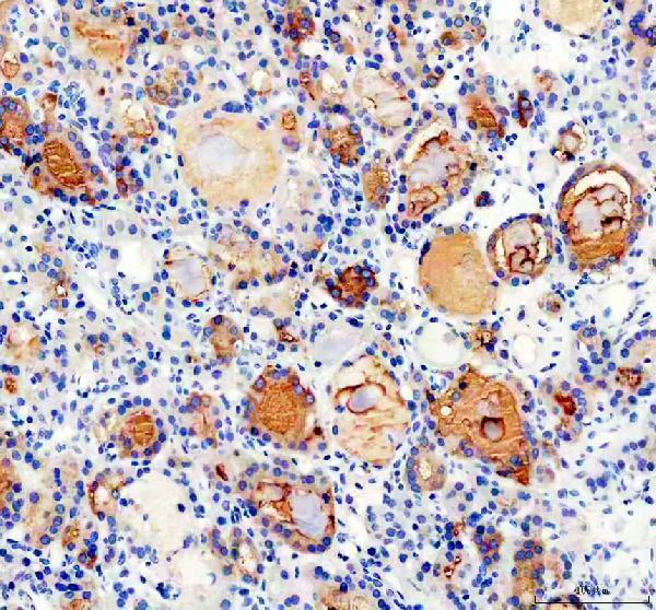 a02490 2 pde5a primary antibodies ihc testing 1