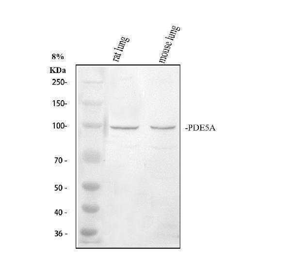 a02490 2 pde5a primary antibodies wb testing 1