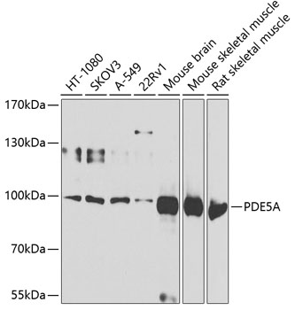 a02490 pde5a primary antiboties wb testing 1