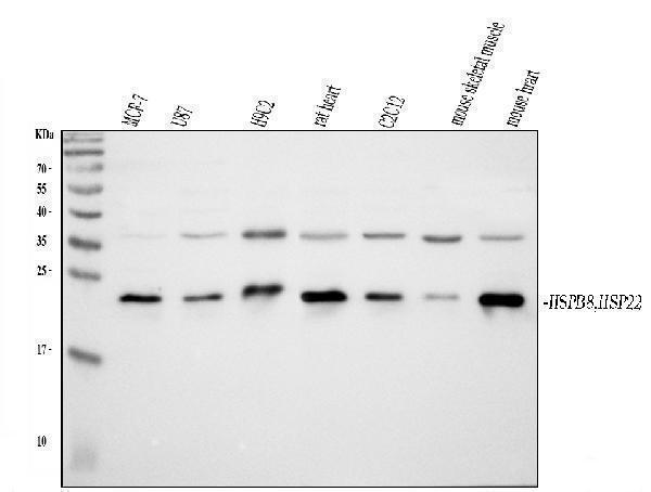 a02492 2 hspb8 primary antibodies wb testing 1_1