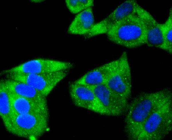 ICC staining Hsp22 in Hela cells (green)