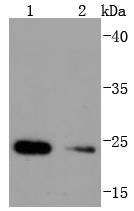 Western blot analysis of Hsp22 on different lysates using anti-Hsp22 antibody at 1/1,000 dilution