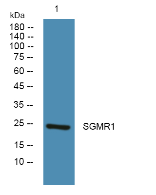 a02493 1 sigmar1 primary antibodies wb testing 1