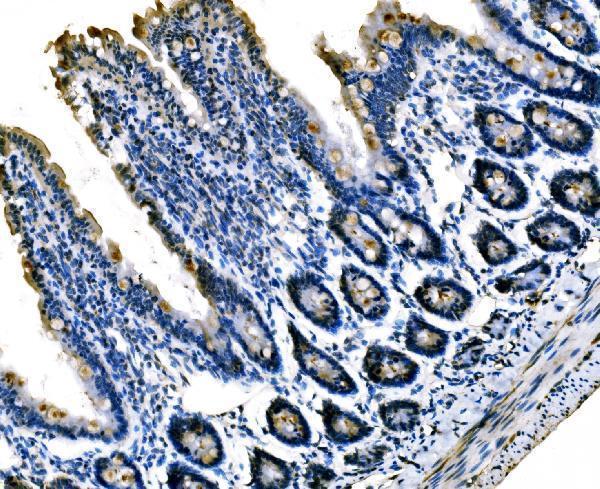  IHC analysis of Sigma1-Receptor/SIGMAR1 using anti-Sigma1-Receptor/SIGMAR1 antibody (A02493-2)