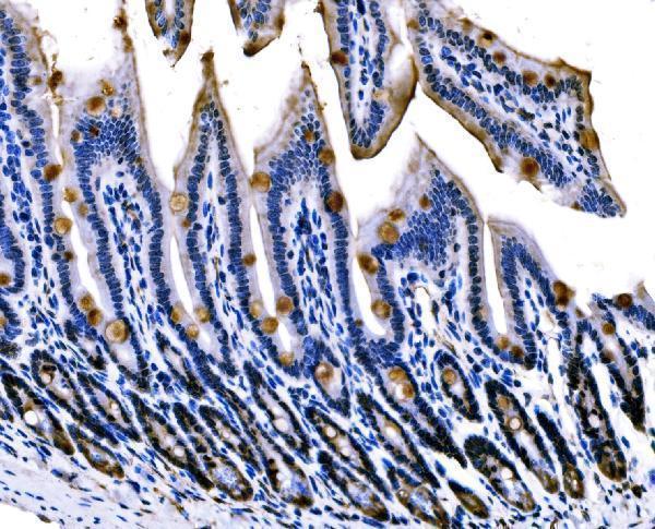 a02493 2 sigmar1 primary antibodies ihc testing 3