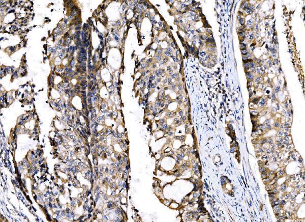 a02493 2 sigmar1 primary antibodies ihc testing 4