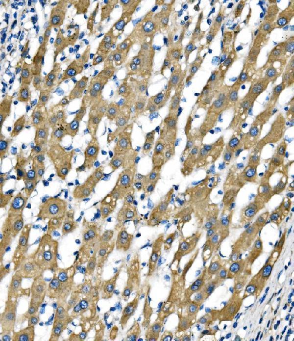 a02493 2 sigmar1 primary antibodies ihc testing 6