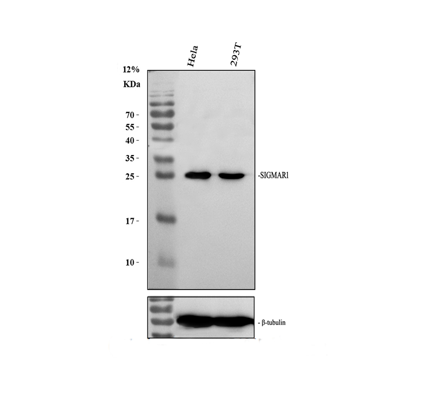 a02493 2 sigmar1 primary antibodies wb testing 2