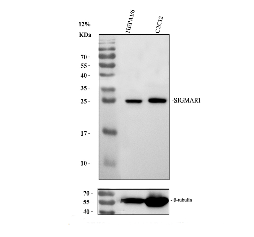 a02493 2 sigmar1 primary antibodies wb testing 3