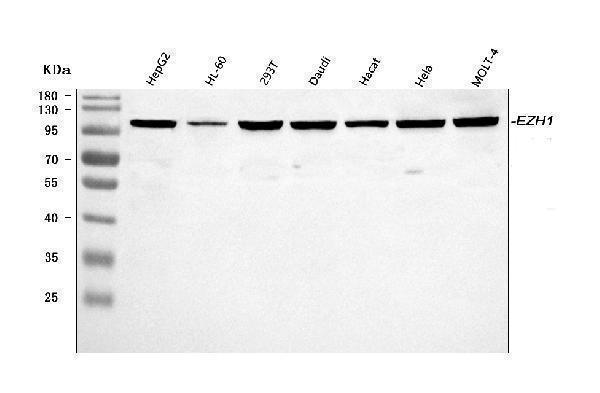  Western blot analysis of EZH1 using anti-EZH1 antibody (A02494-1)