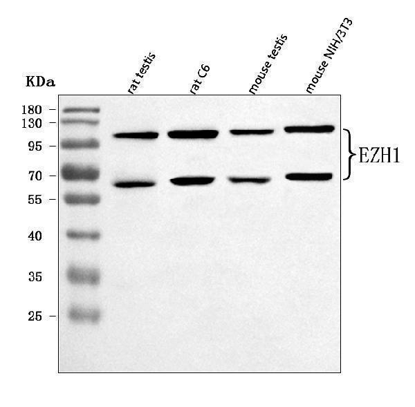  Western blot analysis of EZH1 using anti-EZH1 antibody (A02494-1)