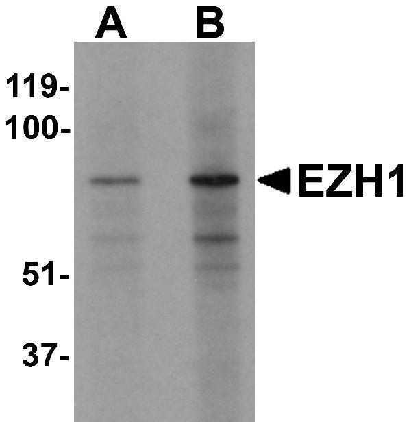 a02494 ezh1 primary antibodies wb testing 1