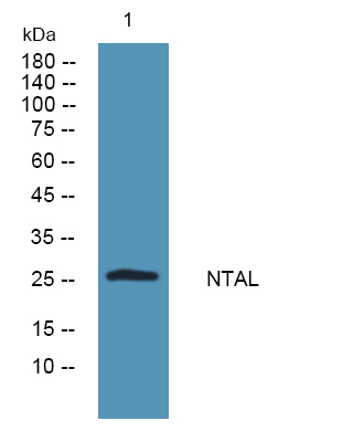 a02496 lat2 primary antibodies wb testing 1