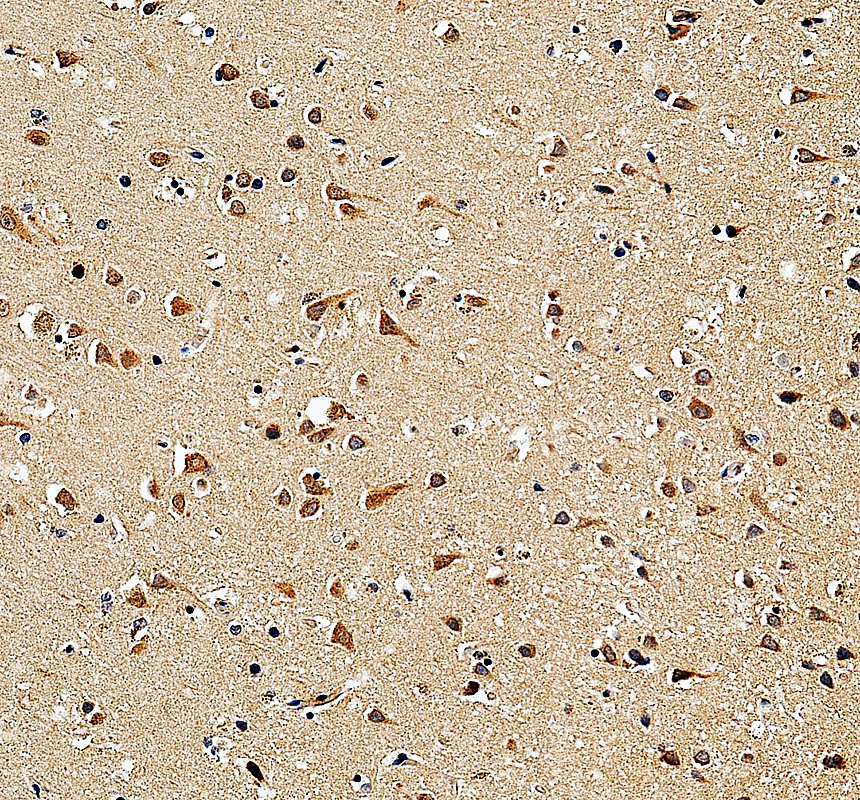 IHC analysis of LINGO1 using anti-LINGO1 antibody (A02497-2)