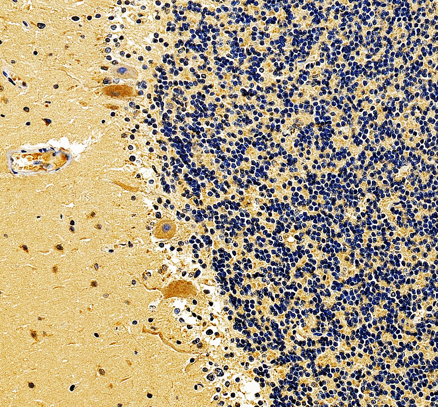 IHC analysis of LINGO1 using anti-LINGO1 antibody (A02497-2)