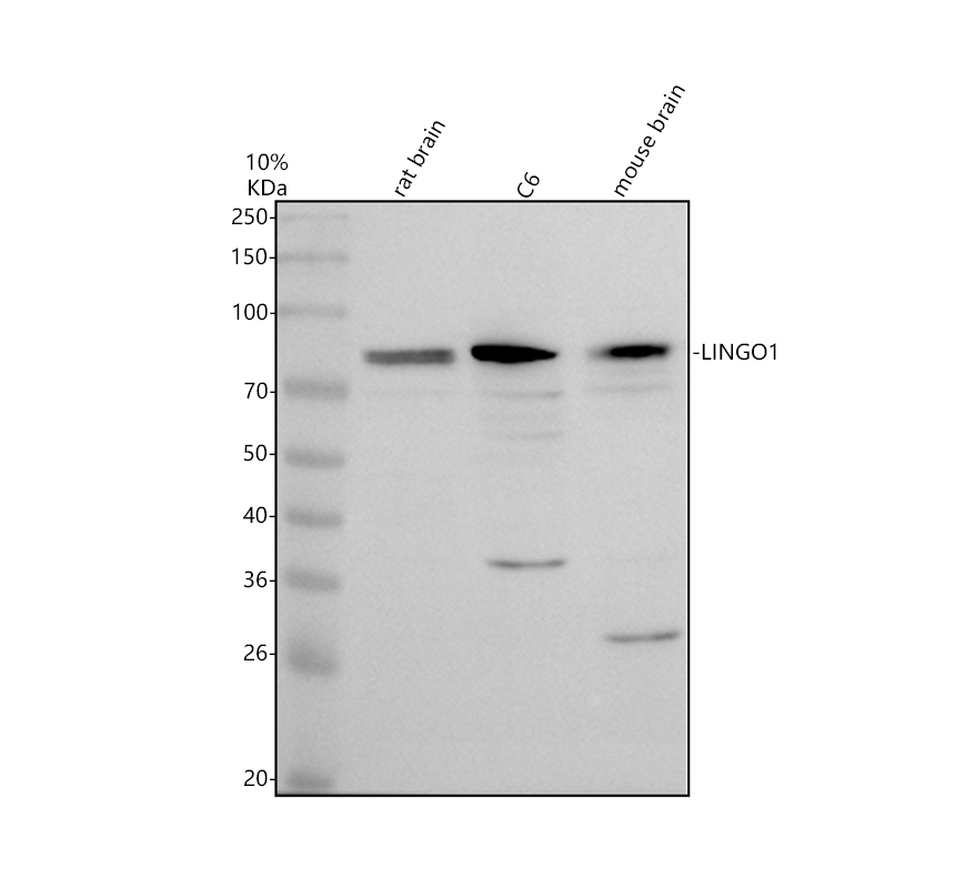 Western blot analysis of LINGO1 using anti-LINGO1 antibody (A02497-2)
